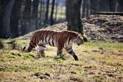 Longleat_Day1_0921