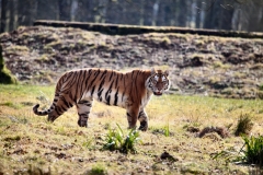 Longleat_Day1_0932