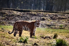 Longleat_Day1_0939