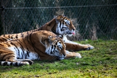 Longleat_Day1_1041