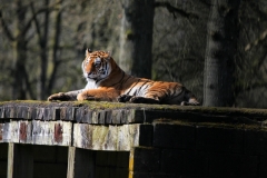 Longleat_Day1_1059