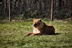 Longleat_Day1_1331
