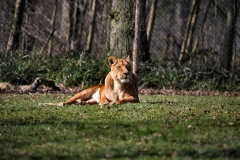 Longleat_Day1_1367