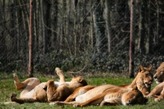 Longleat_Day1_1408