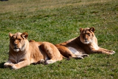 Longleat_Day1_1481