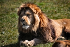 Longleat_Day1_1511