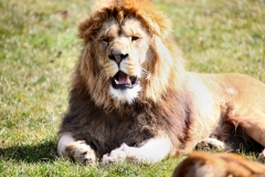 Longleat_Day1_1529