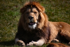 Longleat_Day1_1533