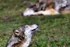 Longleat_Day1_1758