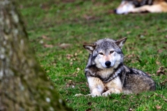 Longleat_Day1_1767