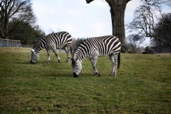 Longleat_Day1_2132