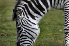 Longleat_Day1_2144