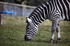 Longleat_Day1_2168