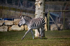 Longleat_Day1_2362
