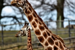 Longleat_Day1_2382