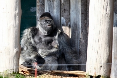 Longleat_Day1_2518