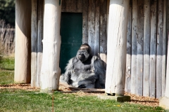 Longleat_Day1_2584