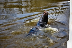 Longleat_Day1_2612