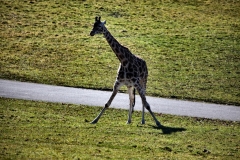 Longleat_Day2_0008