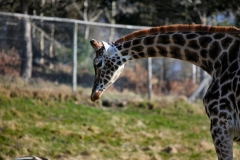 Longleat_Day2_0034