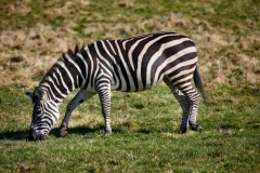 Longleat_Day2_0042