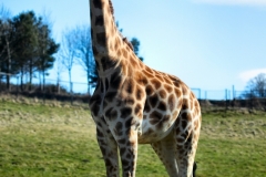 Longleat_Day2_0146