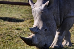Longleat_Day2_0431