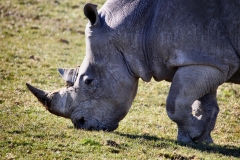 Longleat_Day2_0458