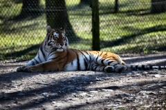 Longleat_Day2_0569