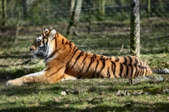 Longleat_Day2_0785