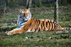 Longleat_Day2_0815