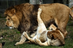 Longleat_Day2_1051
