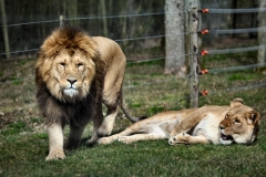 Longleat_Day2_1058