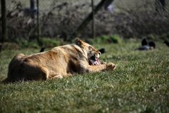 Longleat_Day2_1265