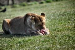 Longleat_Day2_1295