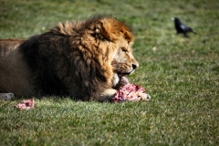 Longleat_Day2_1307