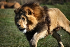 Longleat_Day2_1485