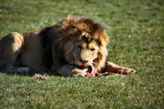 Longleat_Day2_1559