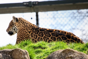 2010-04-03---Chester-Zoo-7