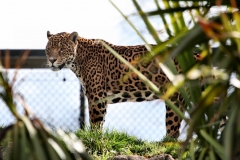 Chester_Zoo_7_0164