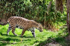 Chester_Zoo_7_0175