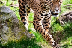 Chester_Zoo_7_0343