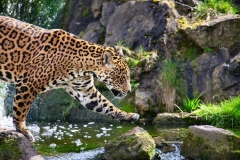 Chester_Zoo_7_0366