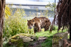 Chester_Zoo_7_0387