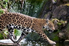 Chester_Zoo_7_0411