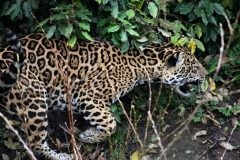 Chester_Zoo_7_0457