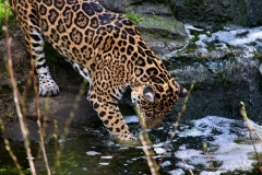 Chester_Zoo_7_0526