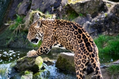 Chester_Zoo_7_0603