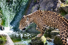 Chester_Zoo_7_0604