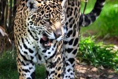 Chester_Zoo_7_0641